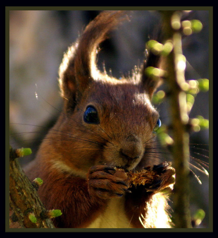 фото "Ланч..." метки: природа, дикие животные