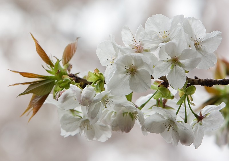 photo "White Sakura" tags: nature, flowers