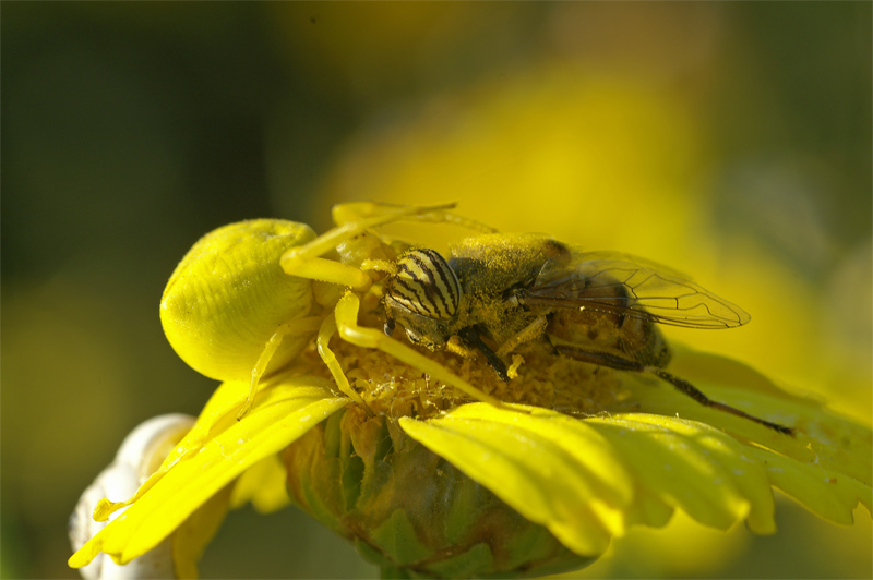 photo "***" tags: macro and close-up, nature, insect