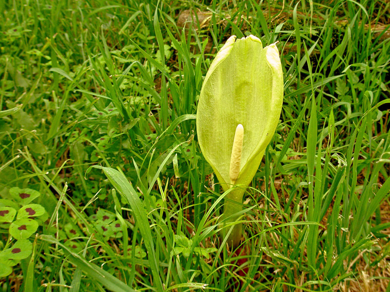 фото "Cuckoo Pint" метки: природа, цветы