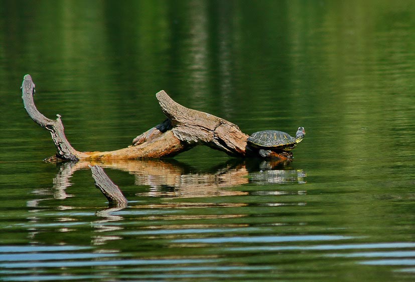 фото "Одиночество черепахи" метки: природа, пейзаж, вода, дикие животные