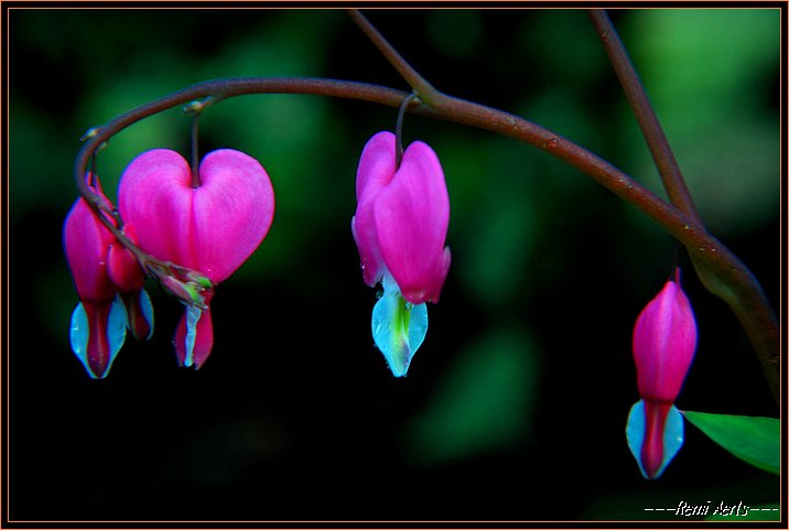 photo "little bells" tags: nature, macro and close-up, flowers