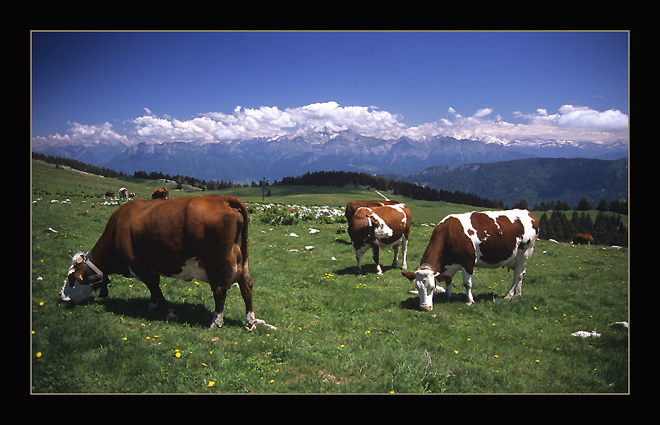 photo "Atom Heart Mothers..." tags: landscape, nature, pets/farm animals