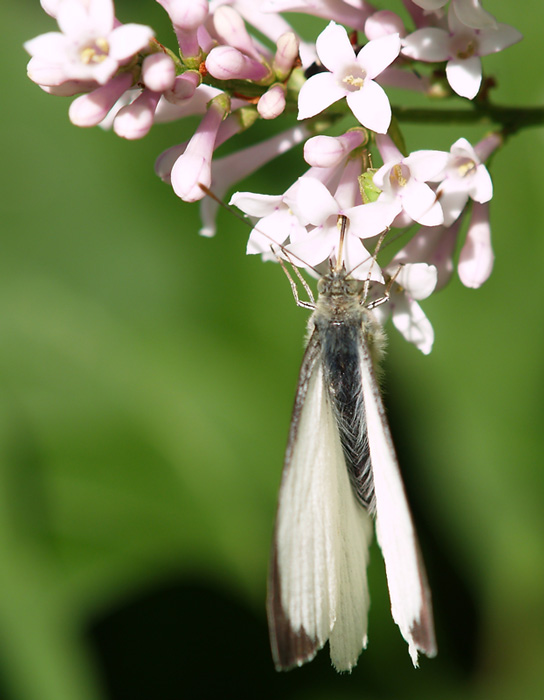 photo "Sweety" tags: macro and close-up, 