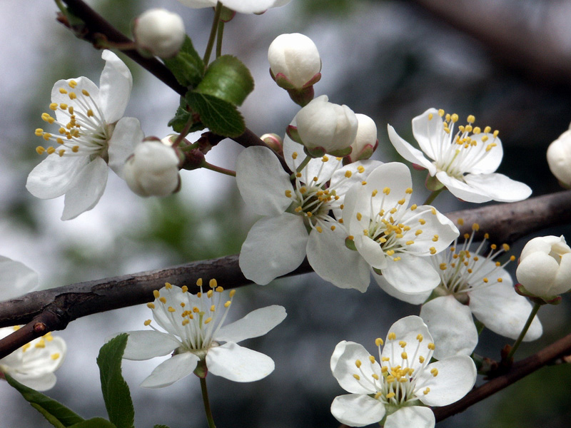 фото "Весна" метки: макро и крупный план, природа, цветы