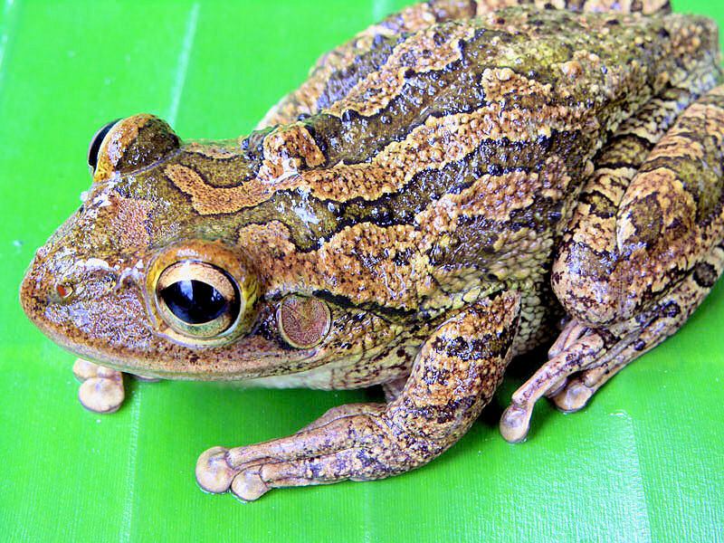 photo "Tree frog on leaf" tags: macro and close-up, nature, wild animals