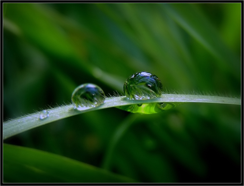 photo "About a dewdrop reflecting the sky" tags: macro and close-up, nature, 