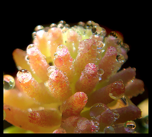 photo "***" tags: nature, macro and close-up, flowers