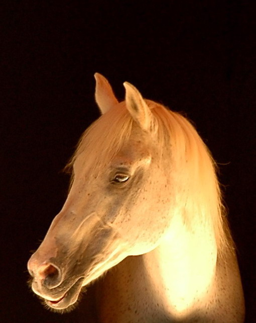 фото "alone horse" метки: разное, 