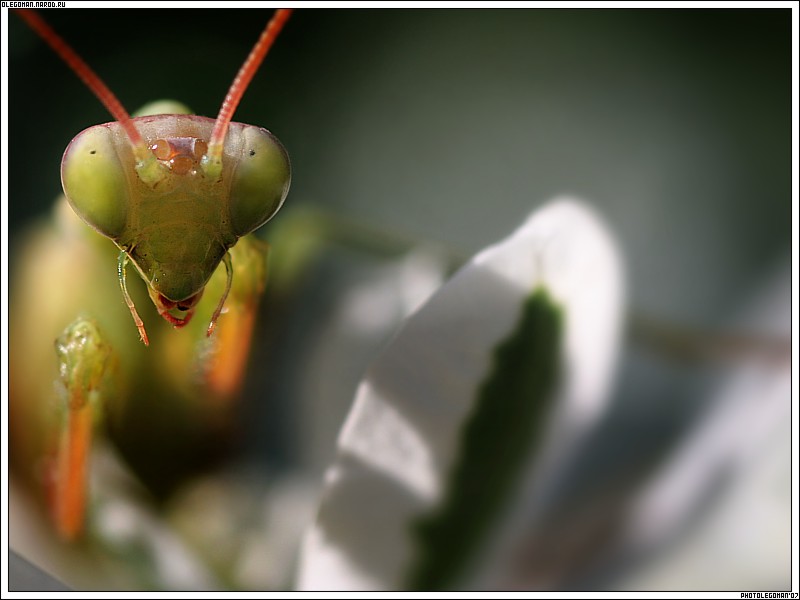 photo "facE" tags: nature, macro and close-up, insect