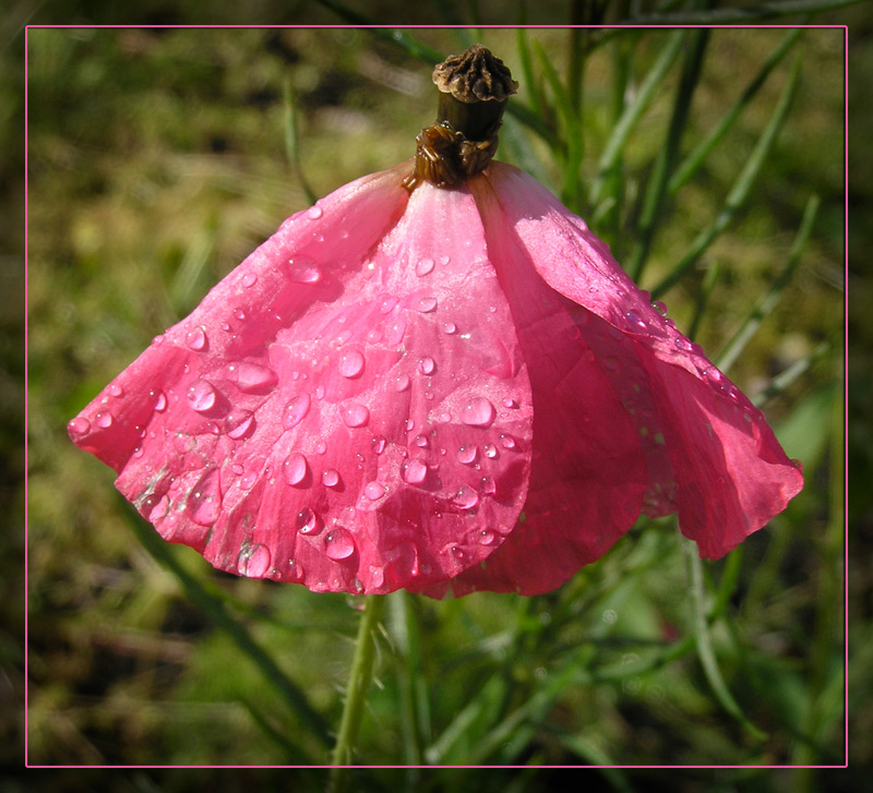 фото "Розовый..." метки: природа, макро и крупный план, цветы