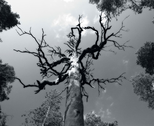 photo "Shaman Dance" tags: nature, landscape, forest