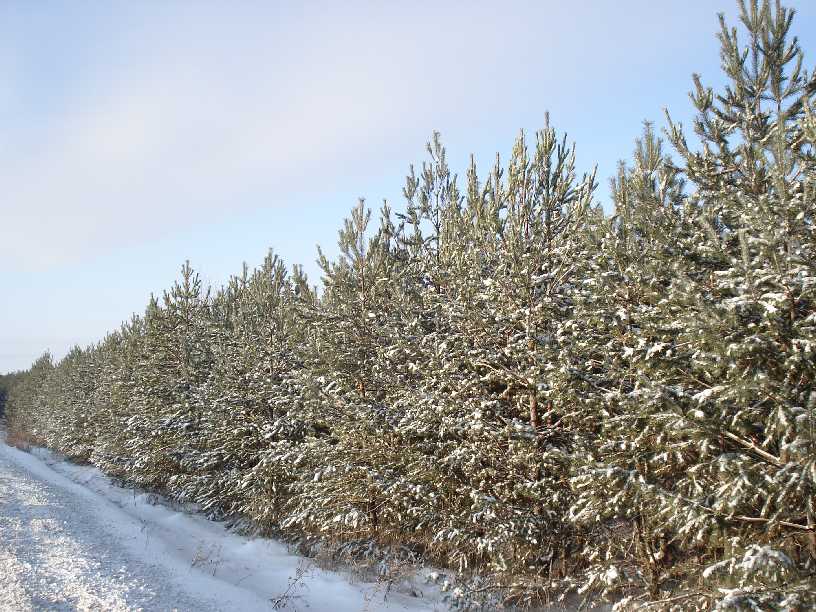 photo "Fir-greens" tags: landscape, winter