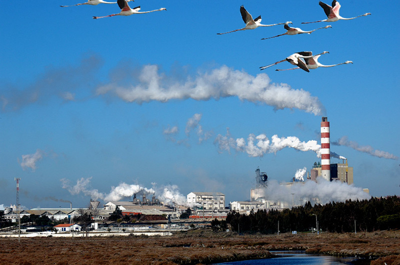 photo "ESTUARY POLLUTION" tags: nature, reporting, wild animals