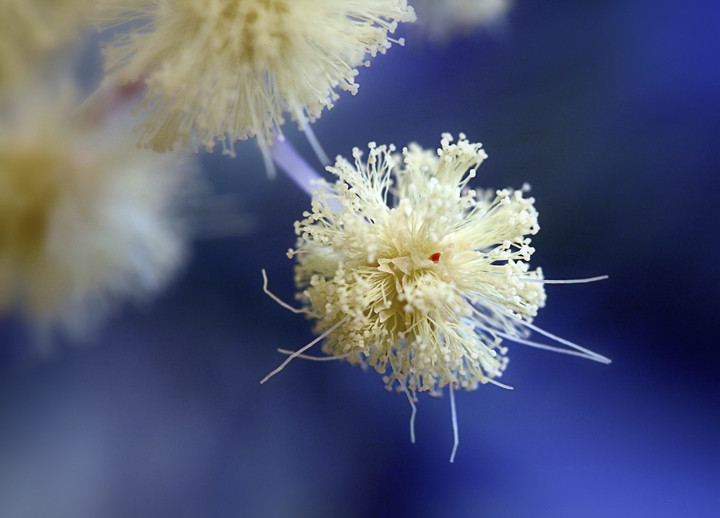 photo "***" tags: macro and close-up, nature, flowers