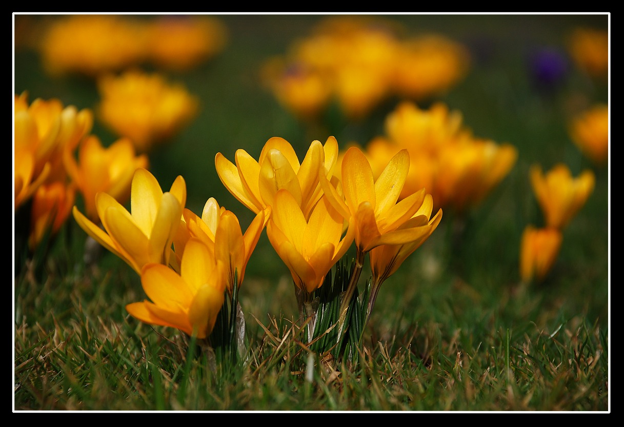 photo "Flashes of yellow" tags: nature, 