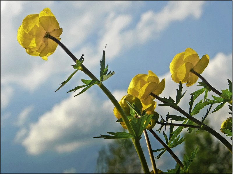 photo "Trollius" tags: macro and close-up, nature, flowers