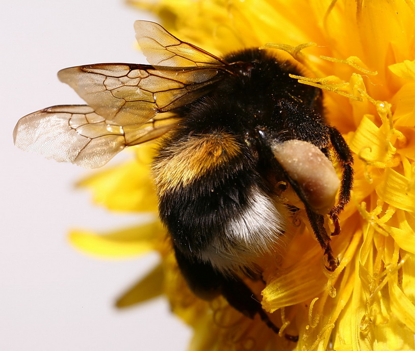 Картинка шмеля крупным планом