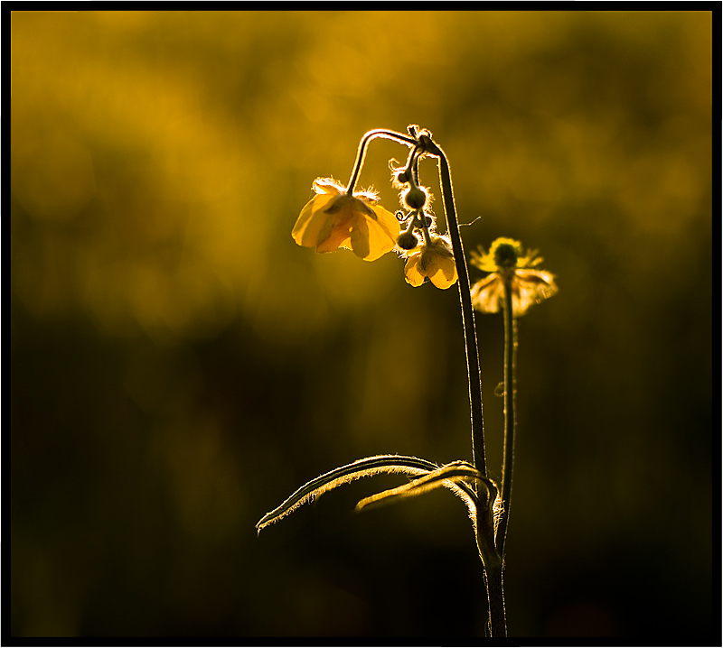 photo "Flowers of the light" tags: nature, flowers