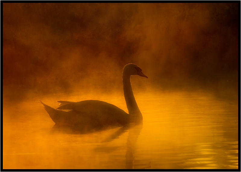 photo "Lonely swan" tags: nature, wild animals