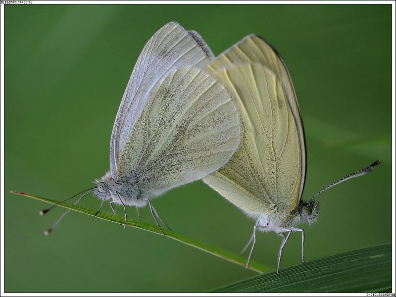 photo "ButterFlys" tags: macro and close-up, 