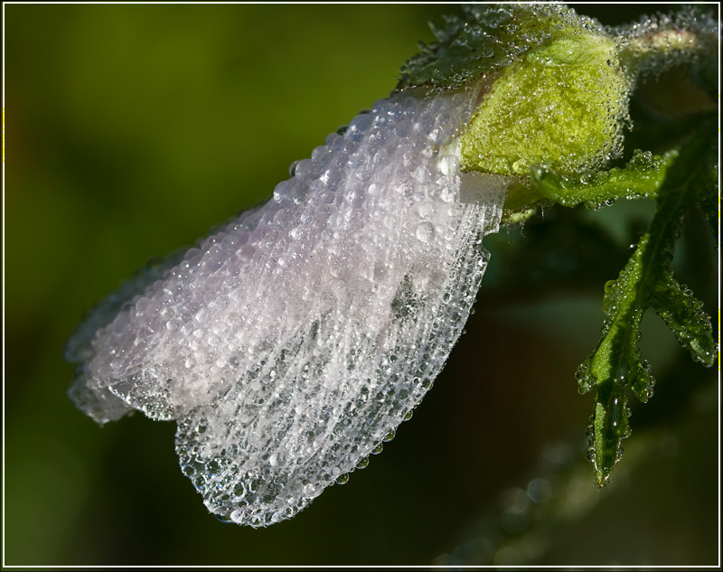 photo "***" tags: macro and close-up, 