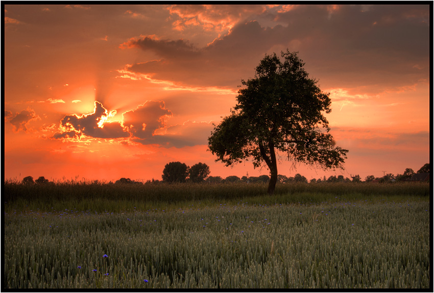 photo "Cornflowers" tags: landscape, sunset