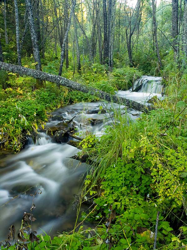фото "Тайга" метки: пейзаж, вода, лес