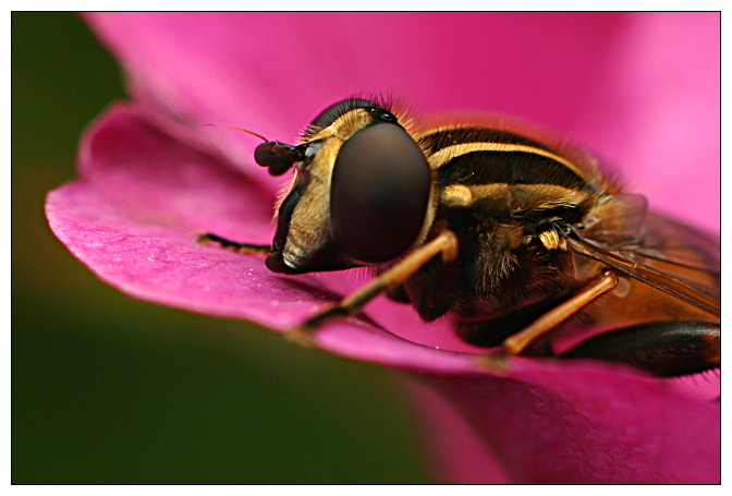 photo "Just another bug shot" tags: nature, macro and close-up, insect