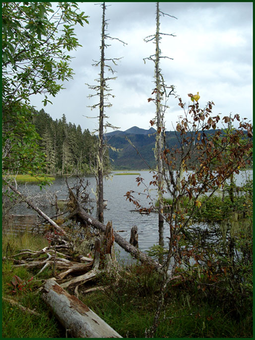photo "Landscape-13" tags: landscape, forest, water