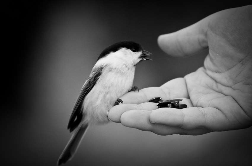 Доверие картинки красивые