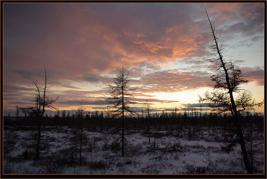 photo "***" tags: landscape, forest, sunset