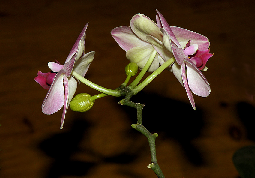 photo "The long way to the flower..." tags: nature, flowers