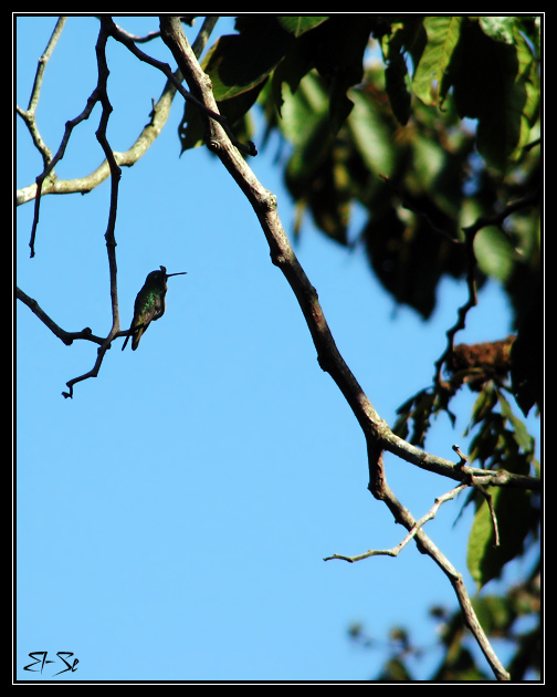 photo "***" tags: nature, travel, North America, wild animals