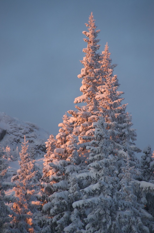 photo "morning light" tags: landscape, forest, sunset