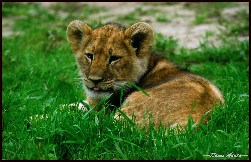 photo "young hunter" tags: nature, travel, wild animals