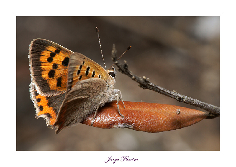 фото "Lycaena phlaeas (Linnaeus, 1761)" метки: макро и крупный план, природа, насекомое