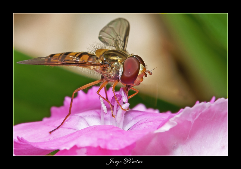 фото "Syrphidae" метки: макро и крупный план, природа, насекомое