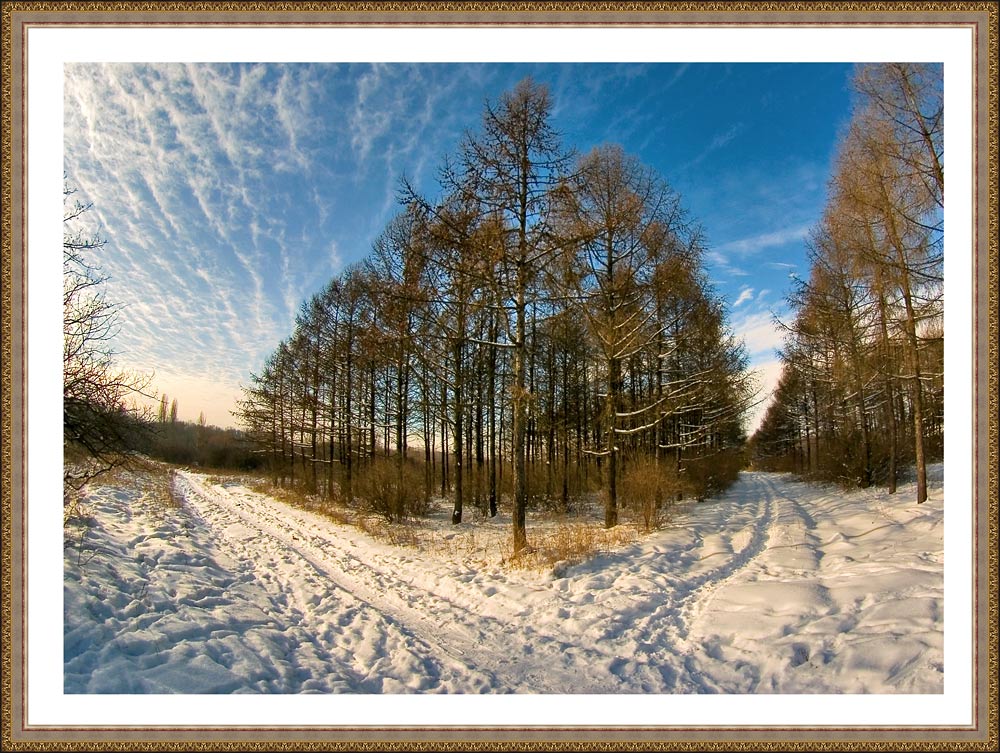 photo "***" tags: landscape, forest, winter