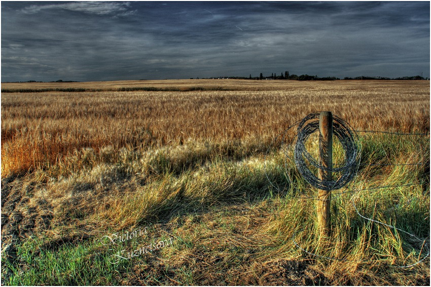 photo "Evening in a wheat field" tags: landscape, travel, North America, autumn