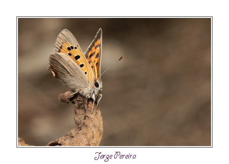 фото "Lycaena phlaeas (Linnaeus, 1761)" метки: макро и крупный план, природа, насекомое