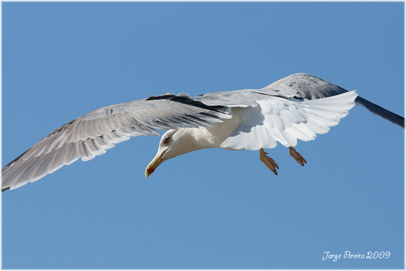 фото "Sea gull" метки: природа, дикие животные