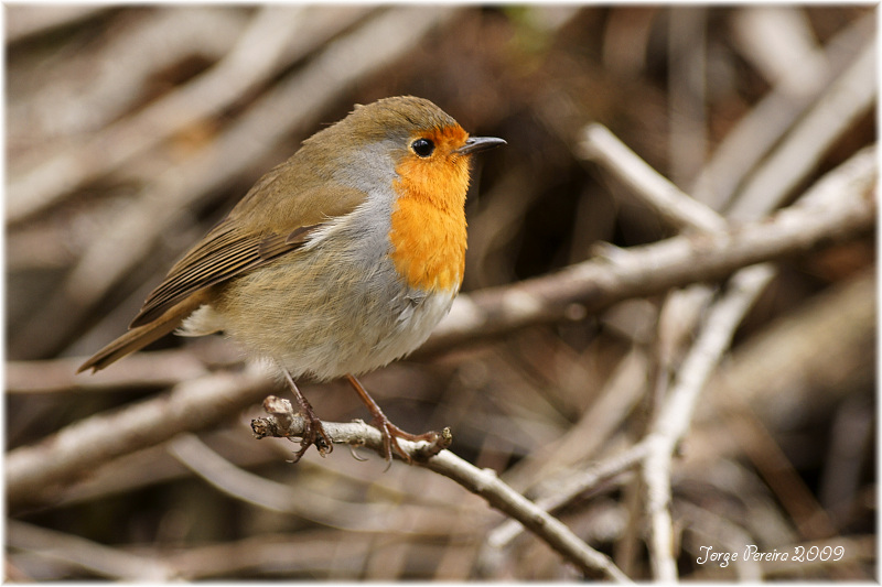 фото "Erithacus rubecula" метки: природа, дикие животные