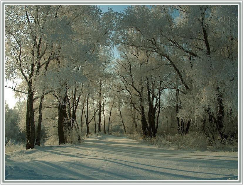 photo "Wood" tags: landscape, forest, winter