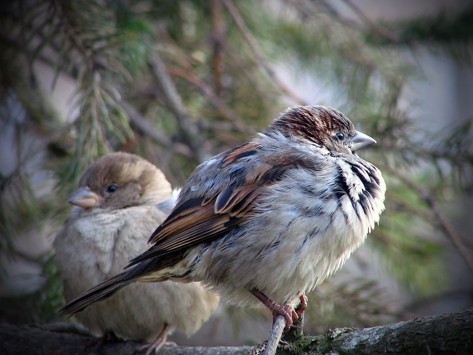 photo "***" tags: nature, wild animals