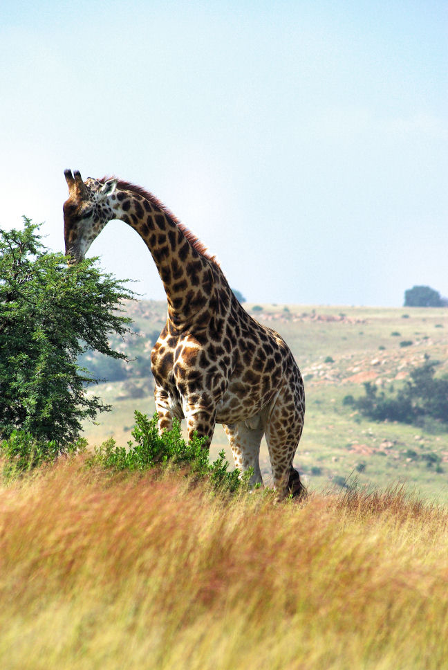 фото "Giraffe" метки: природа, дикие животные