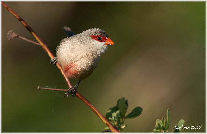 фото "Common Waxbill" метки: природа, дикие животные