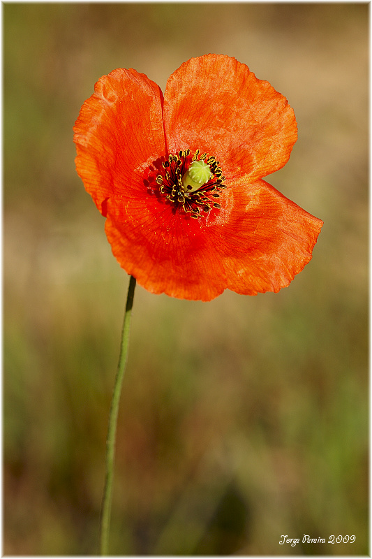 фото "Poppy" метки: макро и крупный план, природа, цветы