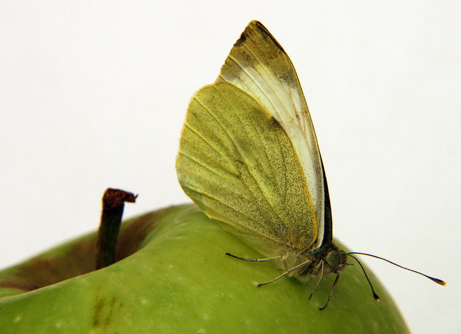 photo "Butterfly on apple" tags: macro and close-up, 