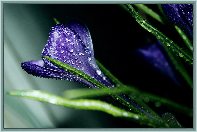 photo "***" tags: nature, macro and close-up, flowers